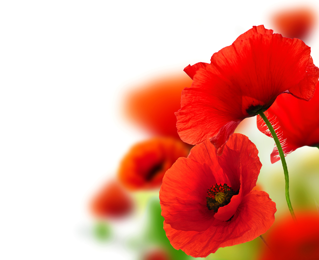 Red Poppy Flower Close Up Wallpaper HD Image Picture
