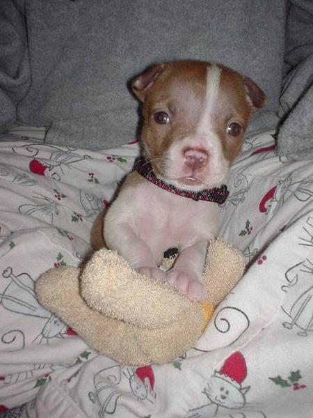 Cute Pitbull Puppy Holding Its Toy Picture Jpg