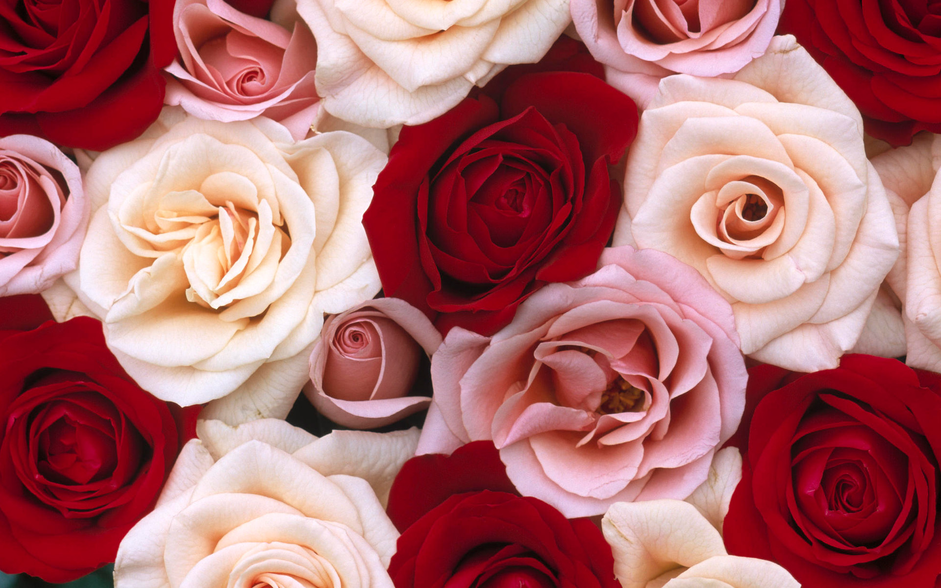 Pink And Red Roses HD Wallpaper Background Image