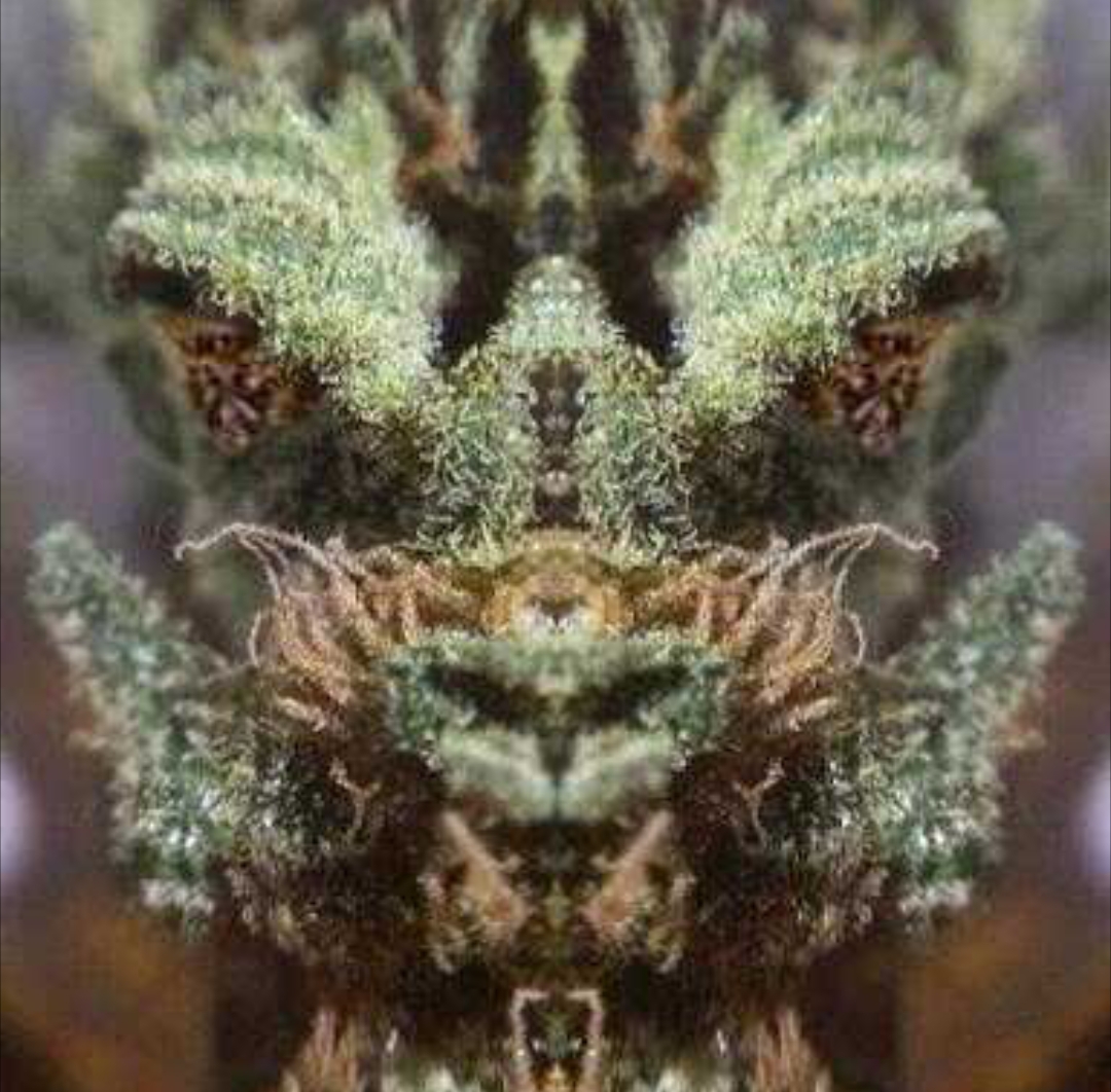 Puff The Magic Dragon Face In Nug Marijuana Stoner Know