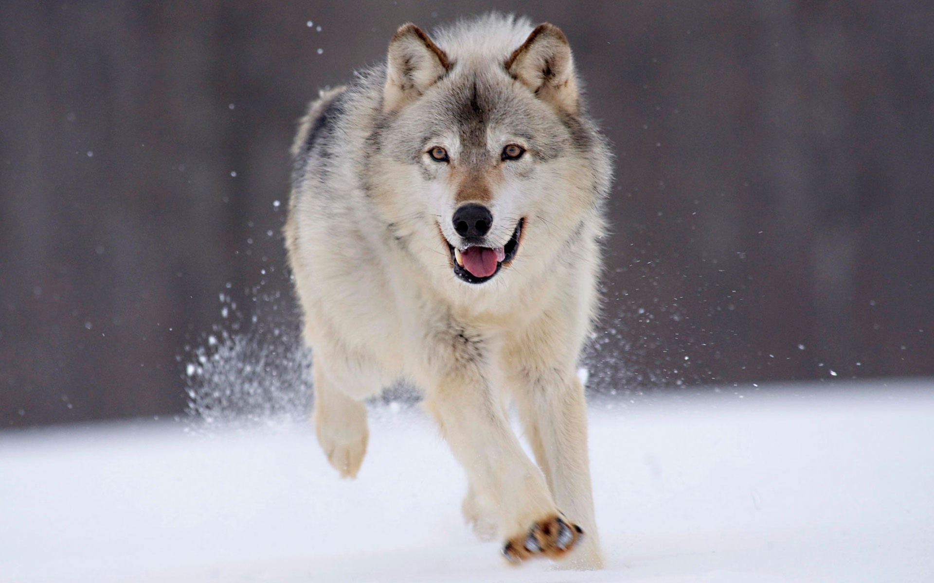 Gray Wolf Desktop Wallpaper