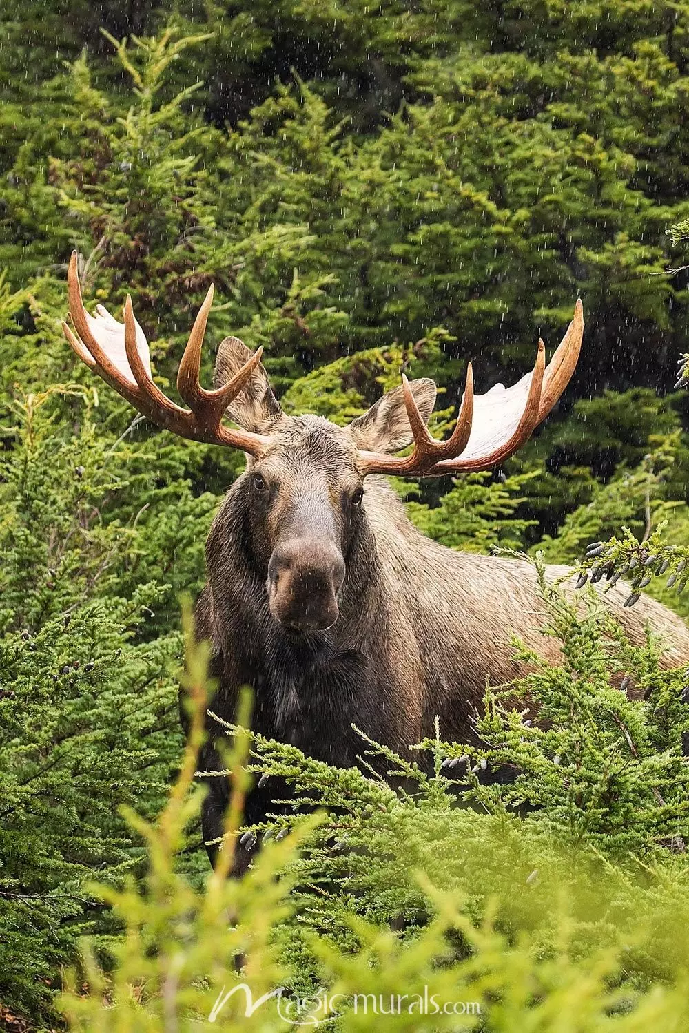 🔥 [22+] Bull Moose Wallpapers | WallpaperSafari