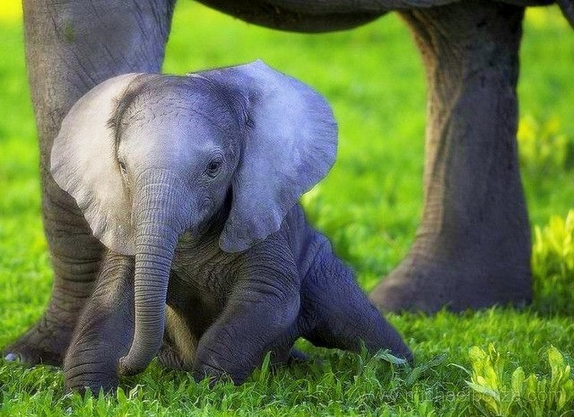 Baby elephant wallpaper   ForWallpapercom