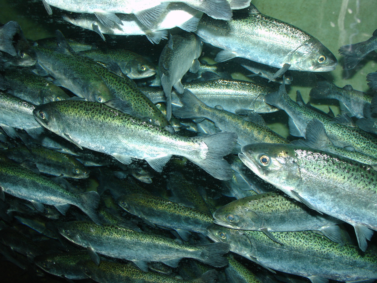 Description Chinook Salmon Oncorhynchus Tshawytscha Jpg