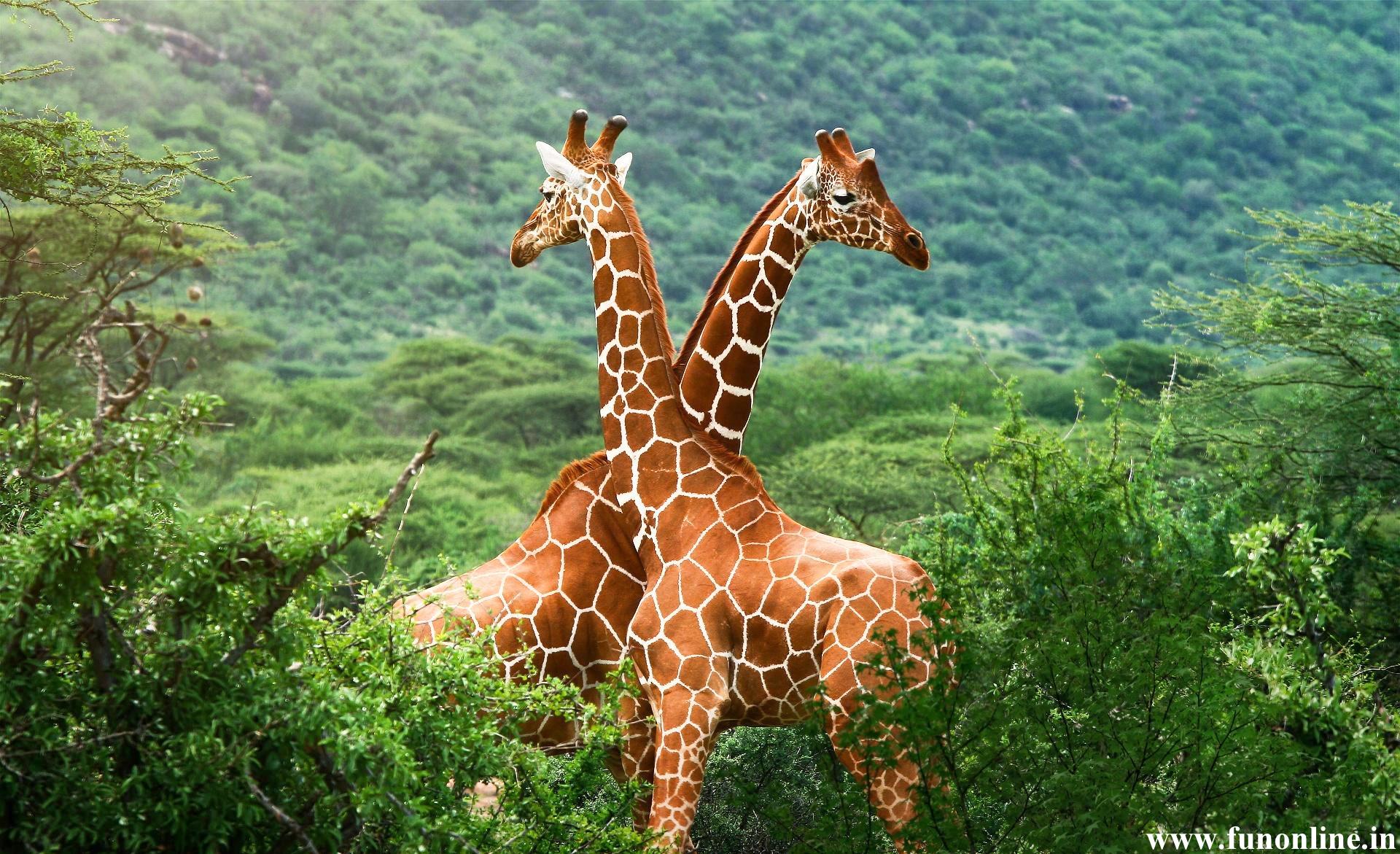 Giraffe Wallpaper Tallest Animal To