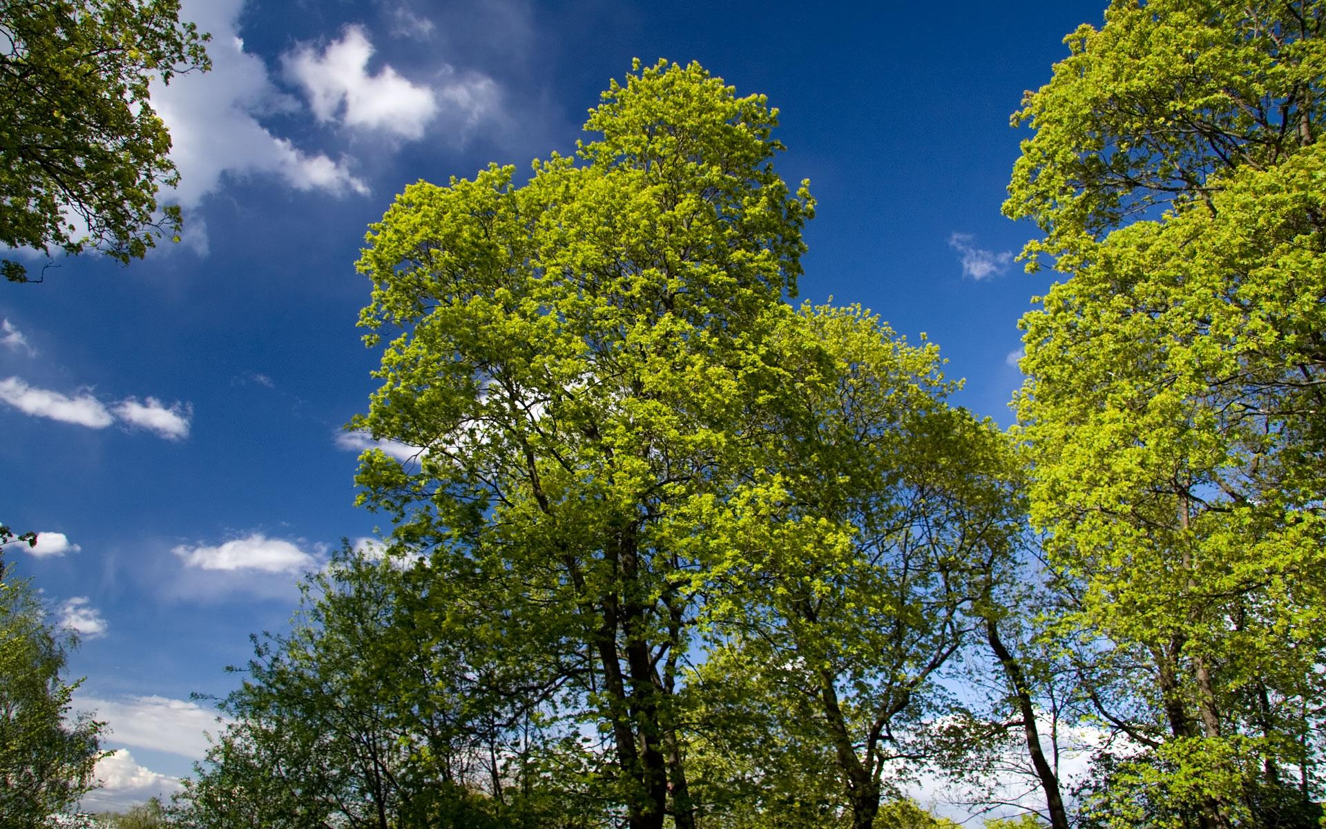 Wallpaper Screensavers Spring Green Trees