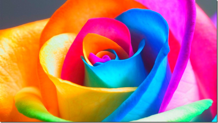 Beautiful Seven Colours Rose HD Wallpaper