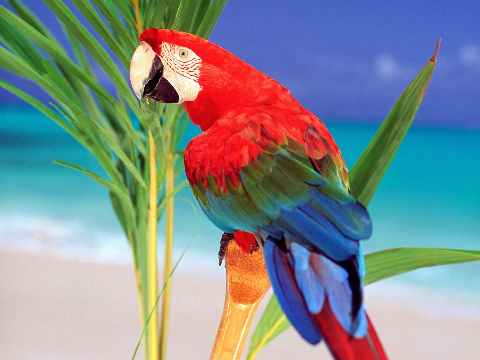 Desktop Parrots Birds Pics Pictures Wallpaper