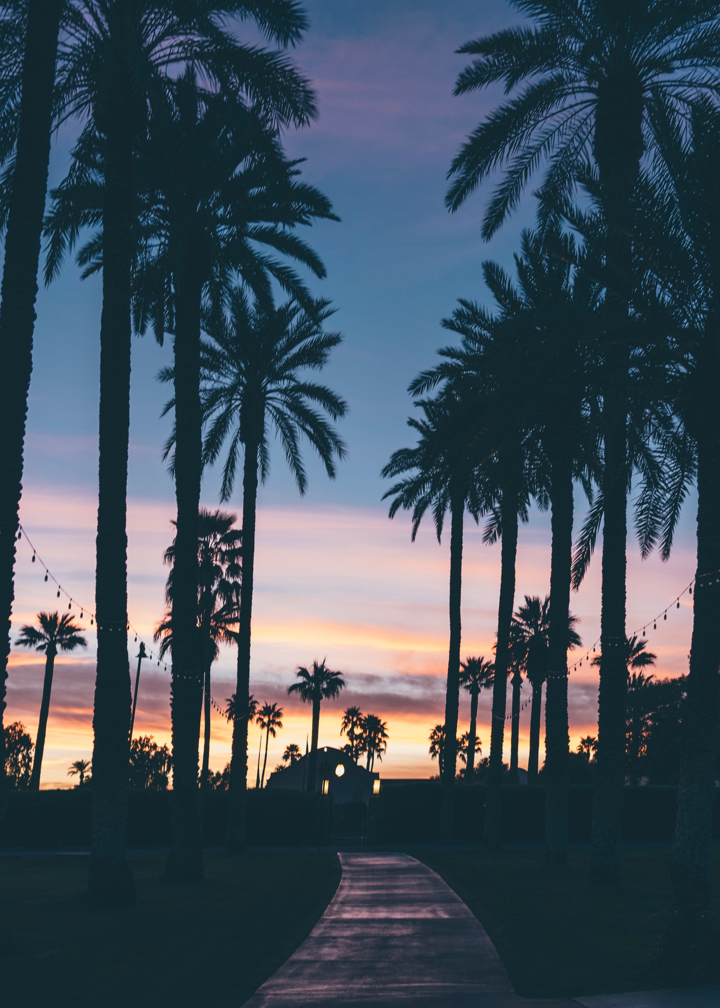 Palm Tree HD Wallpaper On