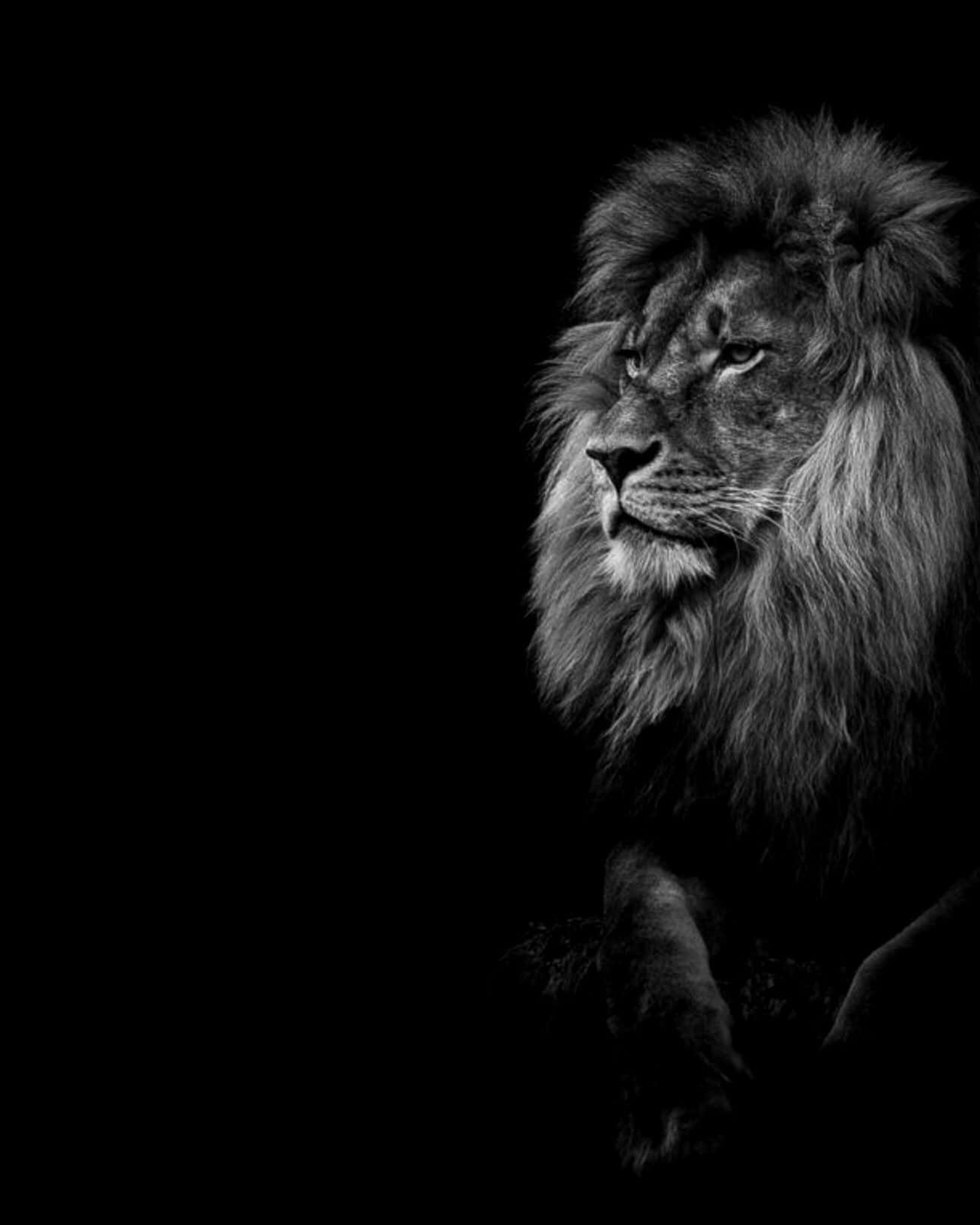 Black And White Lion Wallpaper
