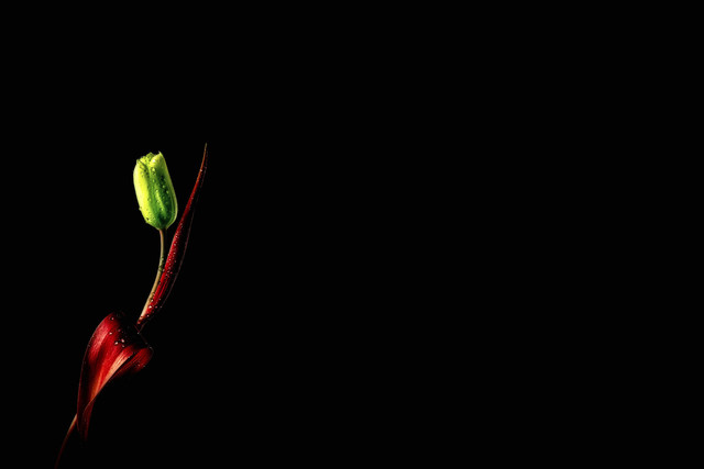 Green Tulip Drops Category Other Wallpaper Size