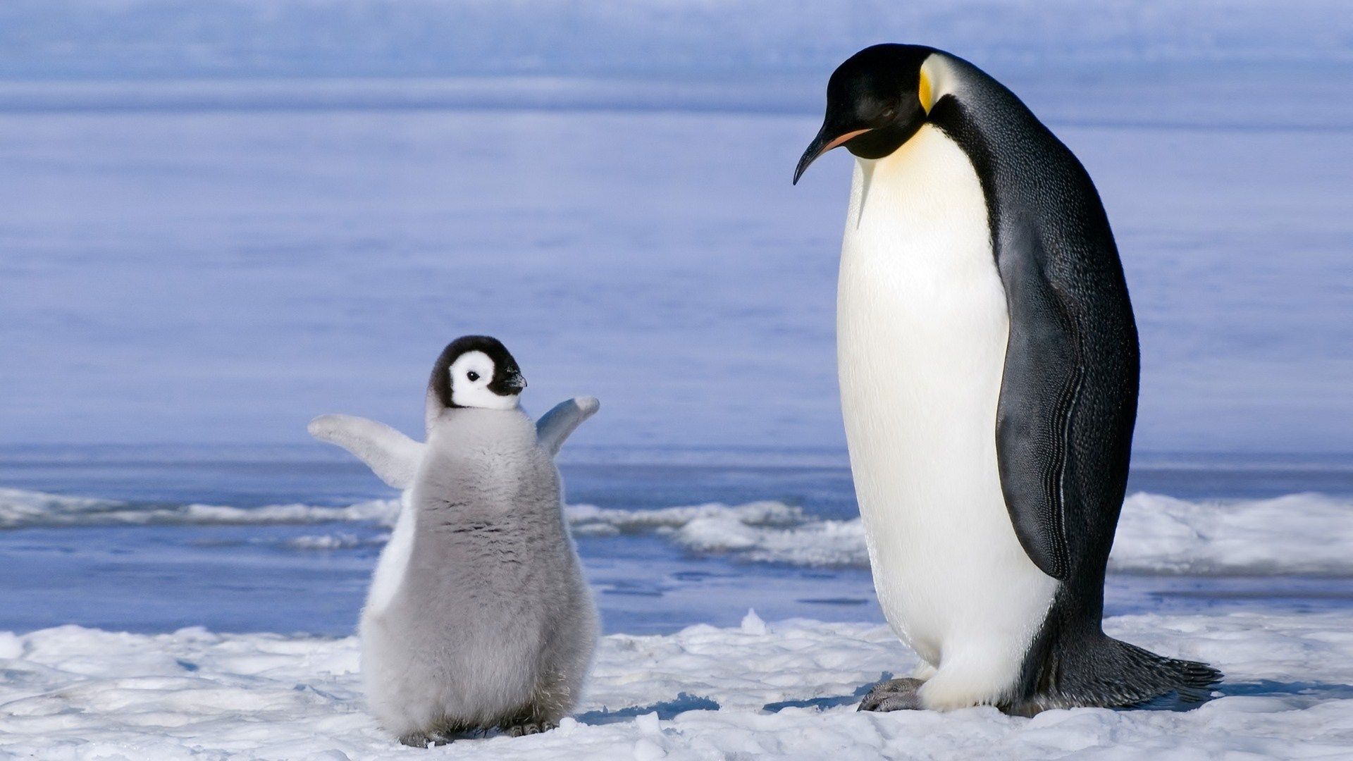 Emperor Penguin And Chick Wallpaper HD