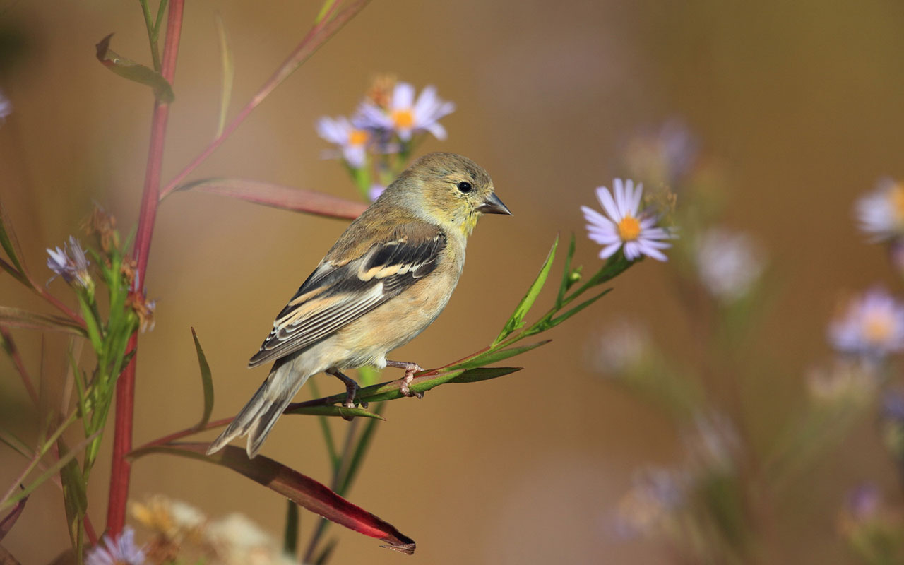 Lovely Spring Bird Photography Wallpaper Animal