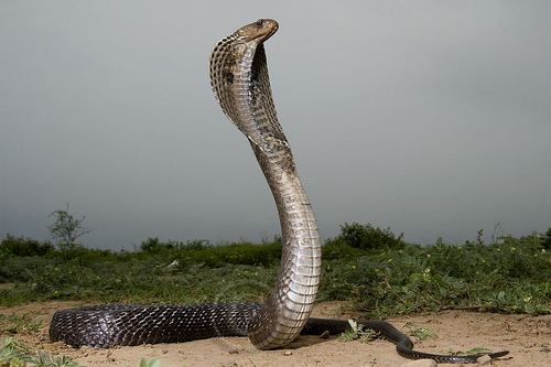 King Cobra Snakes HD Picture