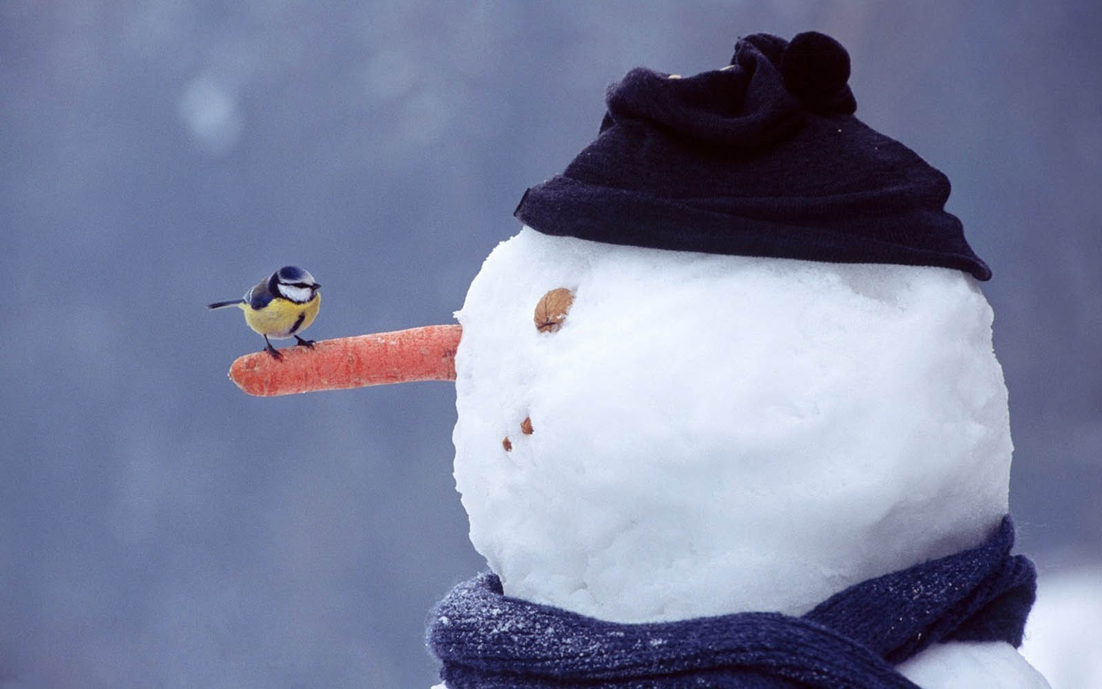 A cheerful snowman with a carrot nose and a dark hat, adorned with a blue scarf, watches a small bird perched on its carrot nose against a blurred winter background