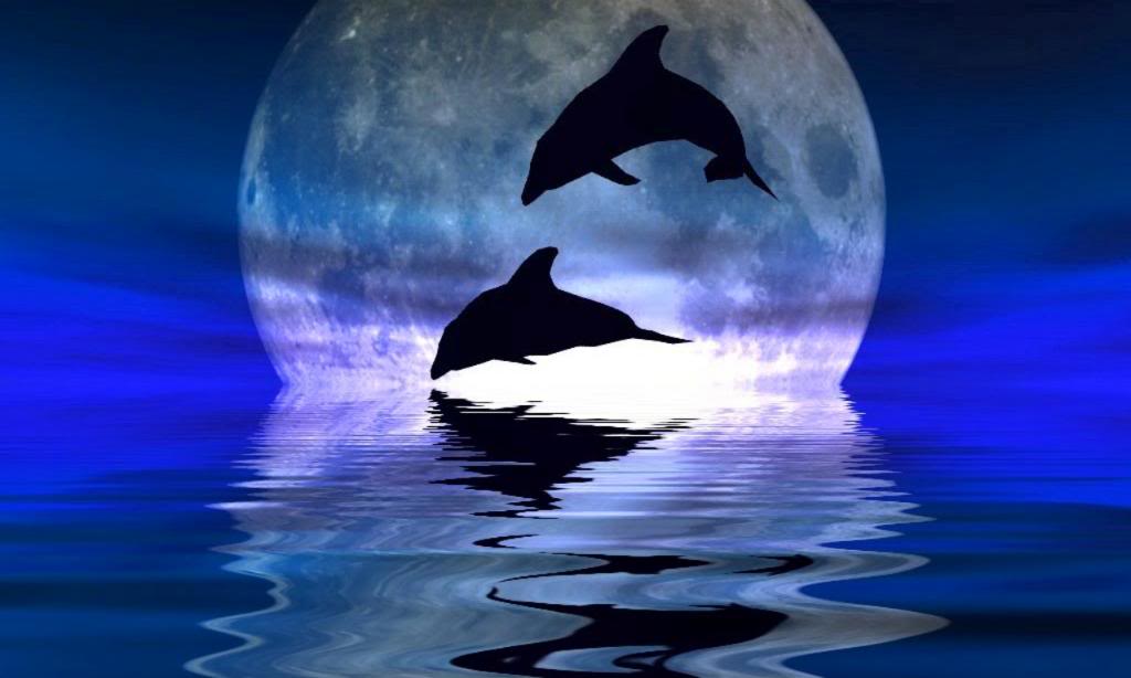 Dolphin Tonight Pictures Desktop Wallpaper Dolphins