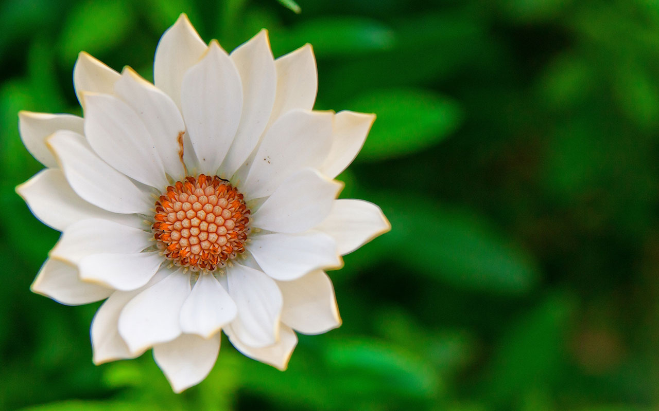 White Flower Close Up Photography Wallpaper