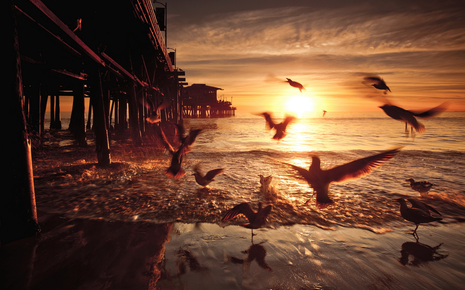 Santa Monica Sea Birds HD Wallpaper