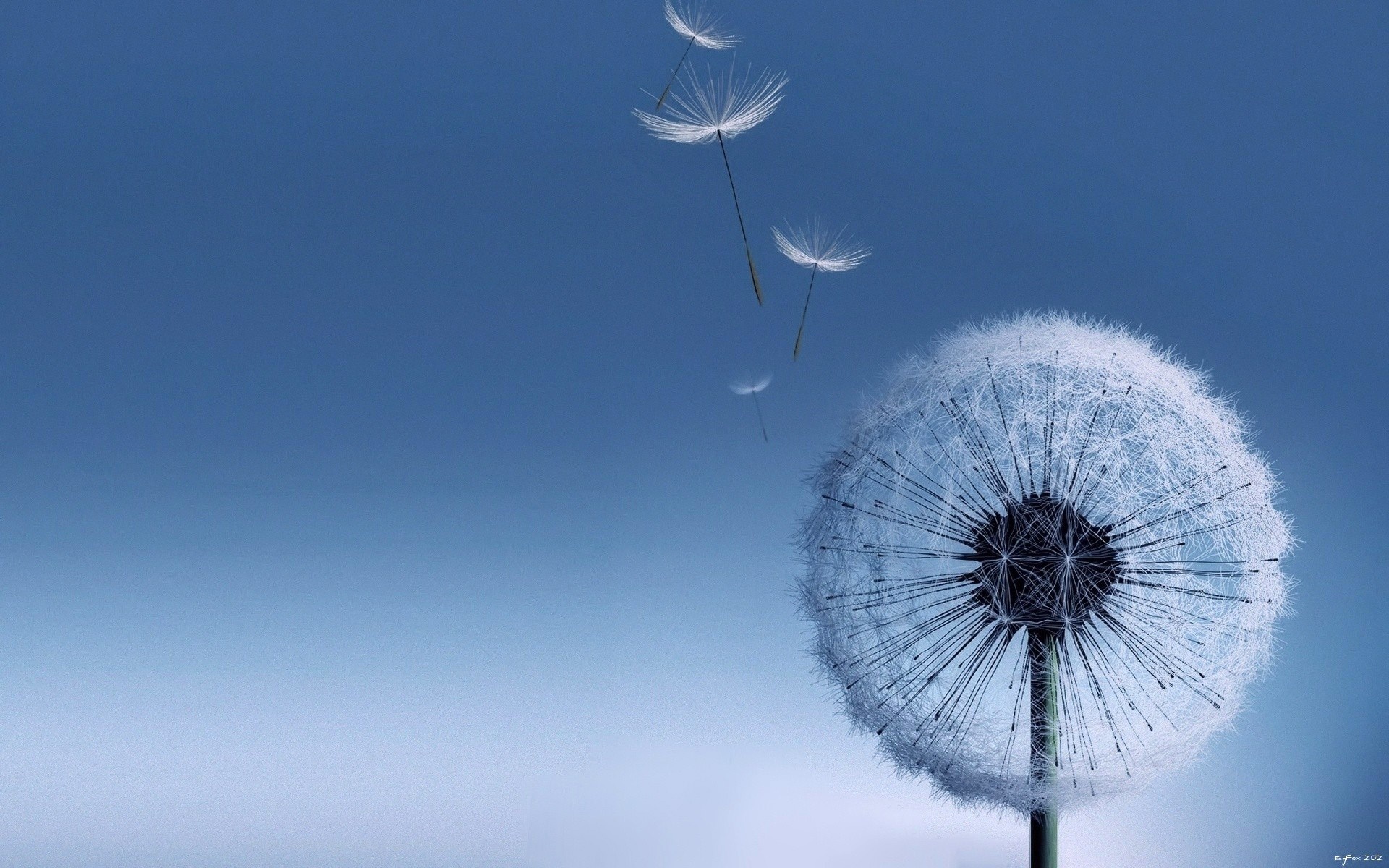 Dandelion Flowers Wallpapers HD Pictures One HD