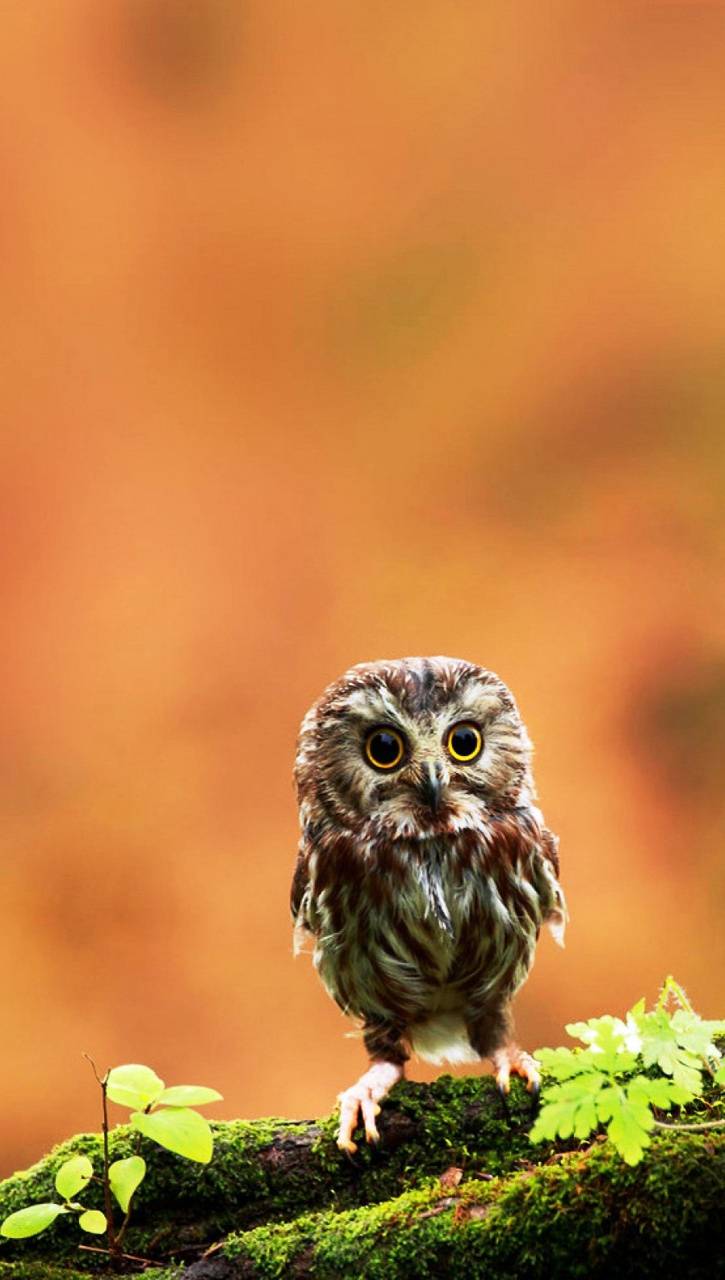 Funny Owl HD Wallpaper And Background