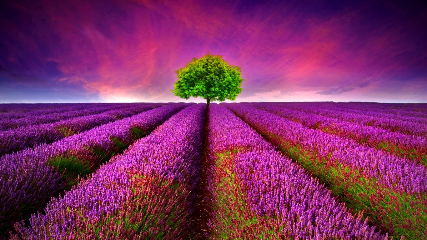 Lavender HD Wallpaper Background