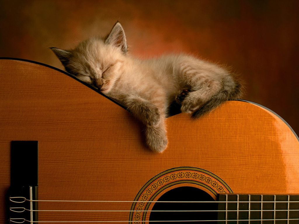 Funny Cat Guitar HD Wallpaper