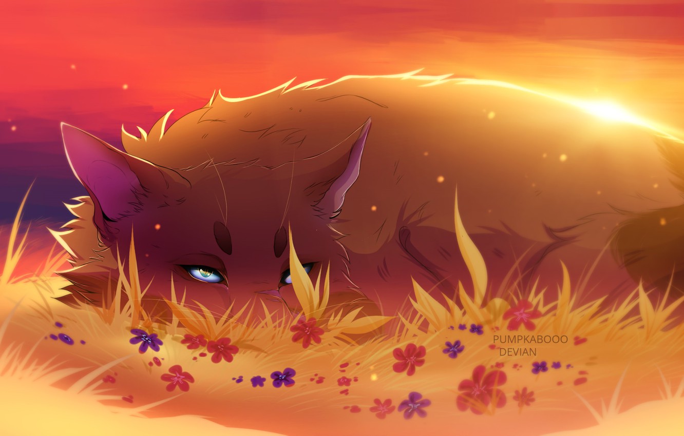 Wallpaper sunset tail blue eyes flowers ears in the grass