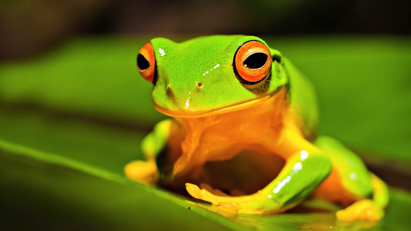   backgroundscomgreen froggreen frog desktop hd wallpaper 3html 1600x900