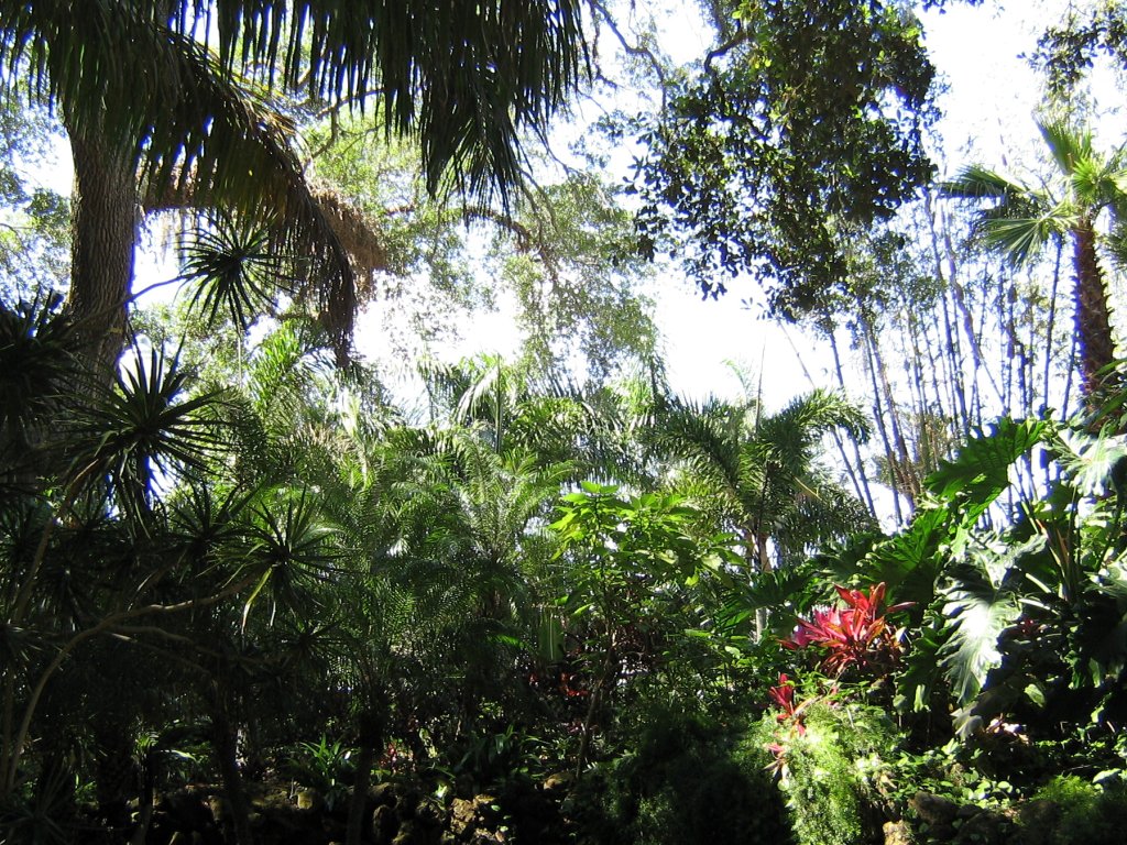 Tropical Landscape Wallpapers   Florida sceneries