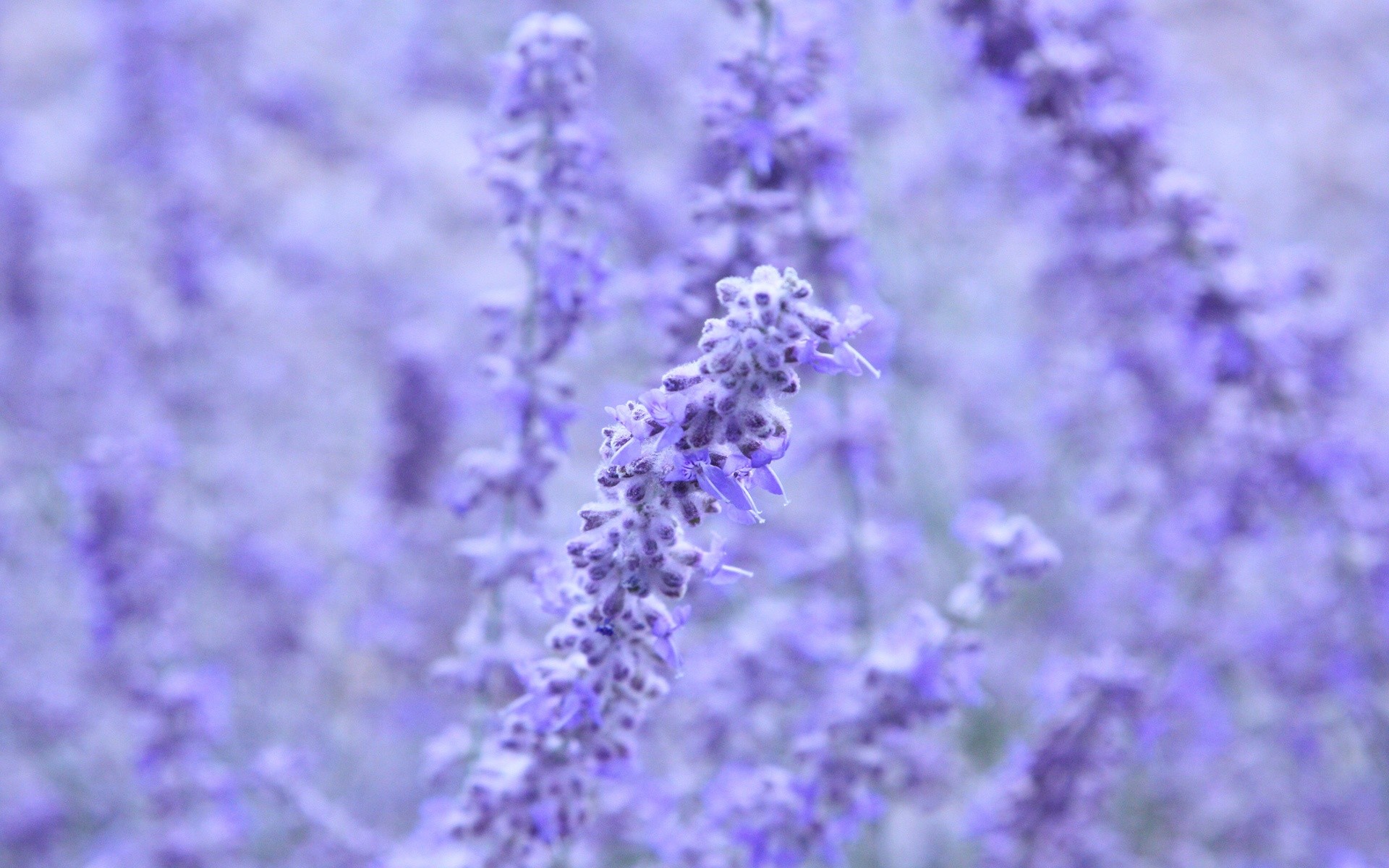 Lavender Flower Wallpaper