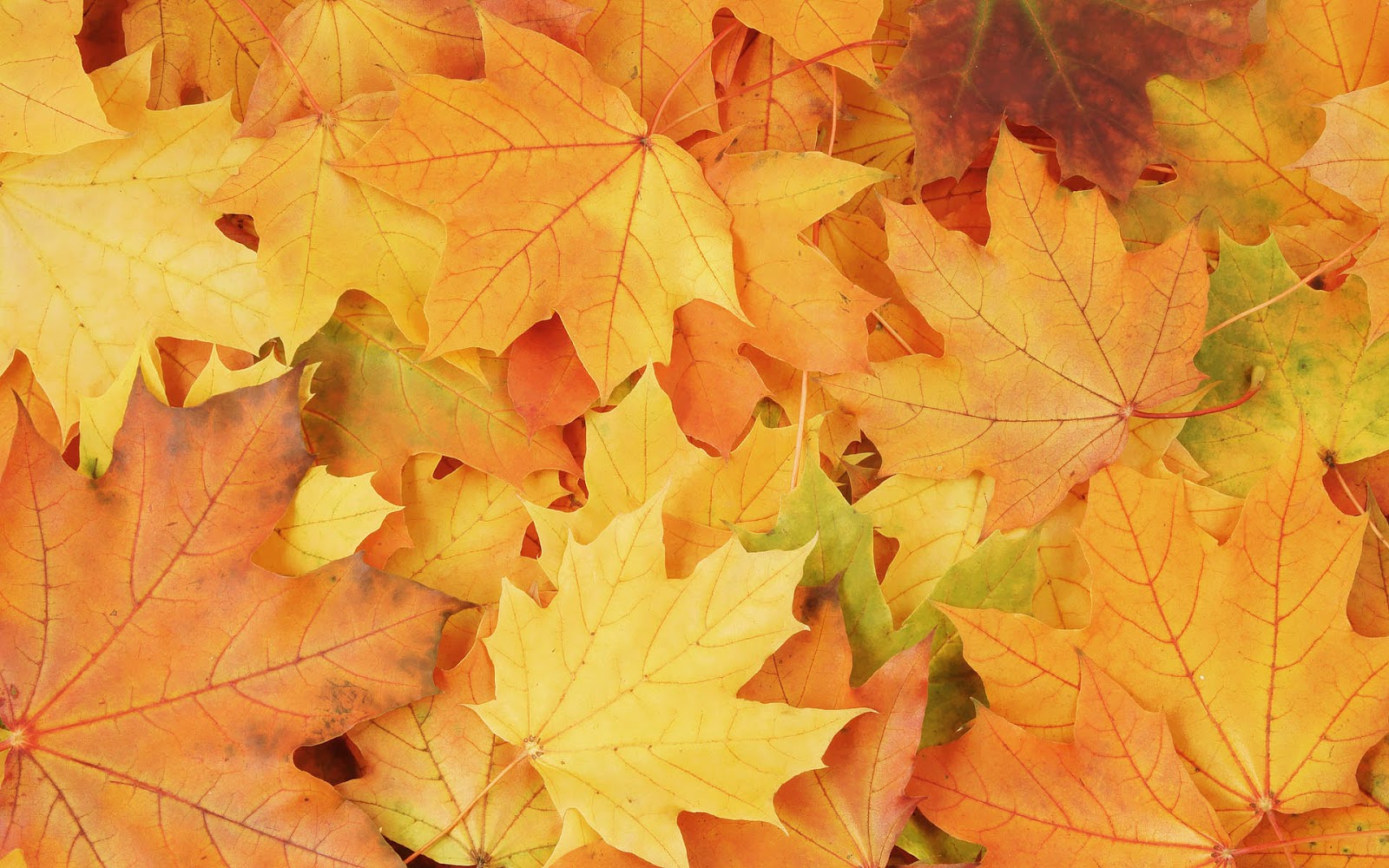 fall leaves 1 fall leaves wallpaper free download 1 fall