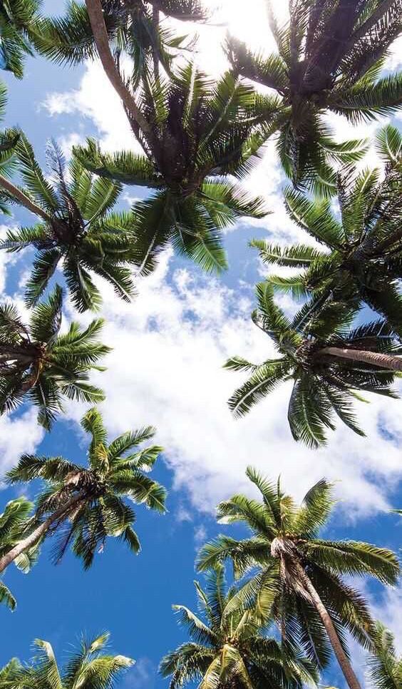 Beautiful Palm Sky Tree Wallpaper iPhone Nature Photography