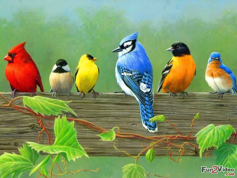 Beautiful Birds Wallpaper For Desktop Of Cool