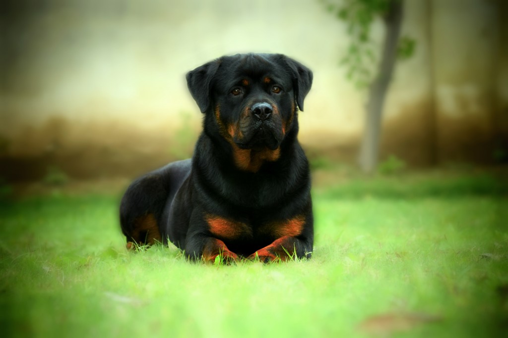 Rottweiler Wallpaper