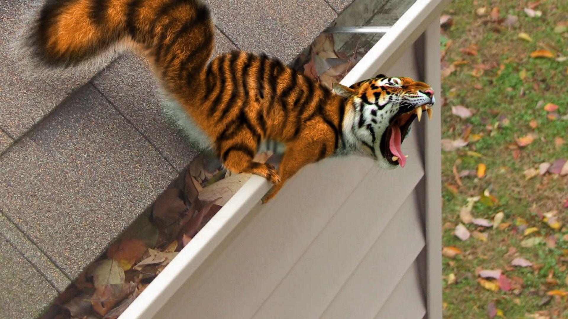 Funny Animal Tiger R Iwallpaper