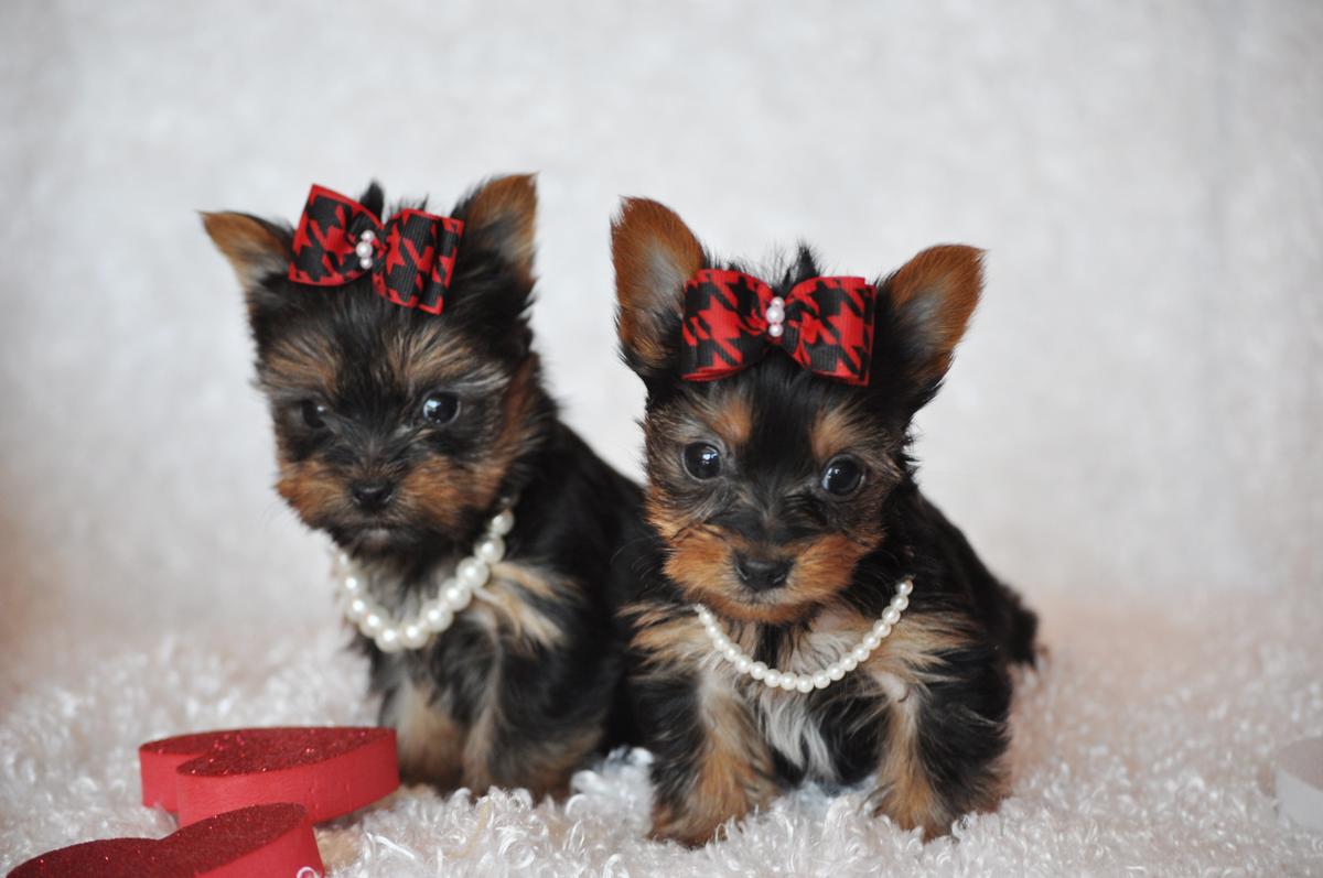 Sweet Yorkshire Terrier Dogs Photo And Wallpaper Beautiful