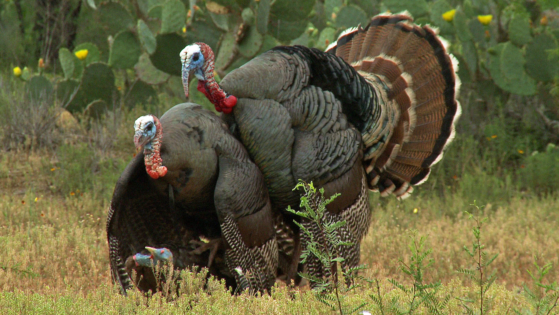 Realtree Turkey Hunting Wallpaper