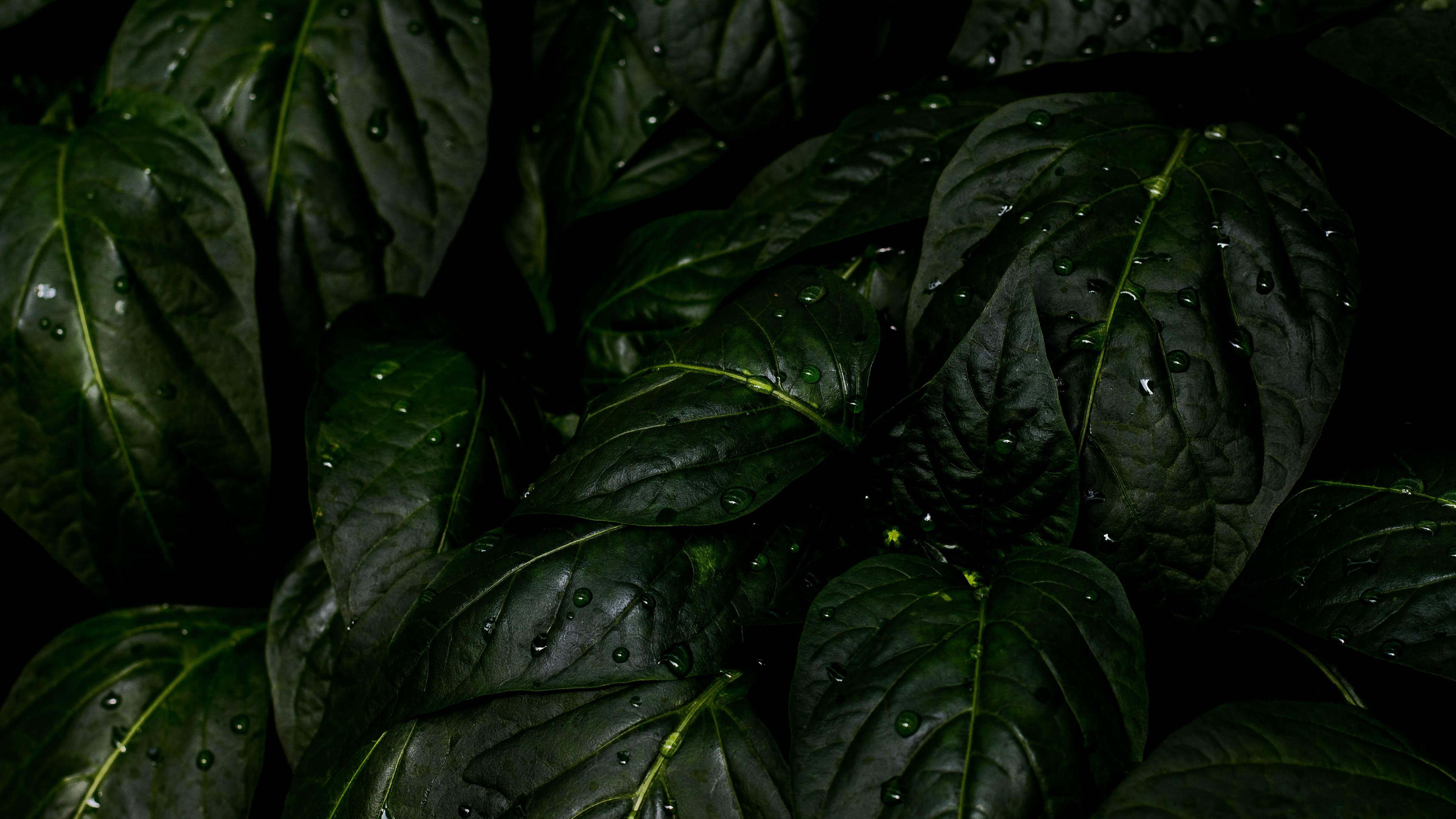 Rain Drops Leaves UHD 4k Wallpaper