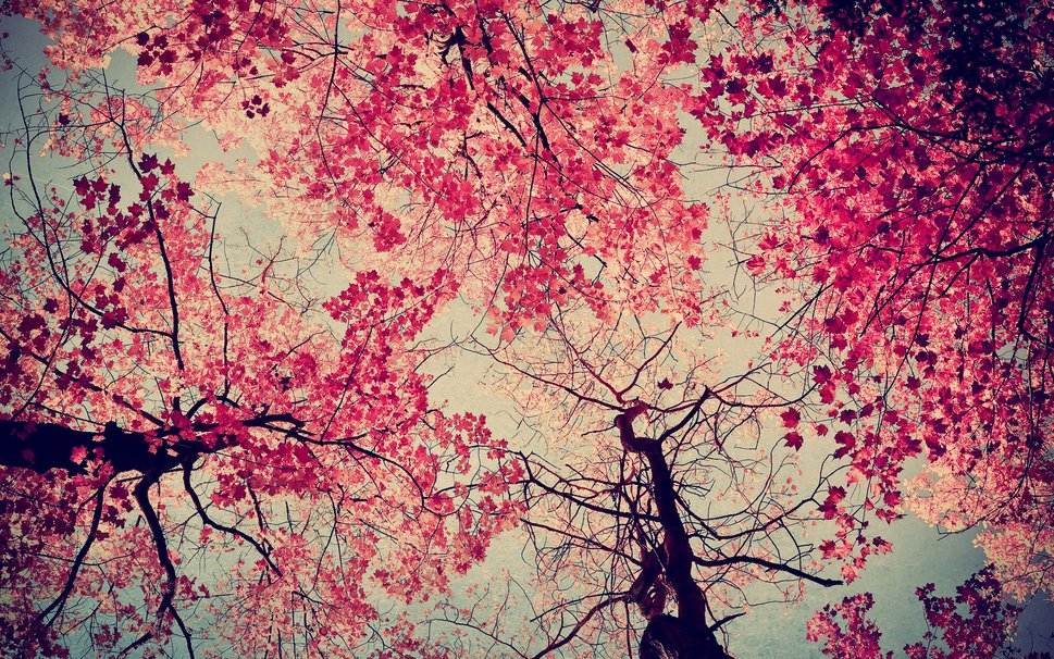 Image Gallery For Pink Tree Wallpaper