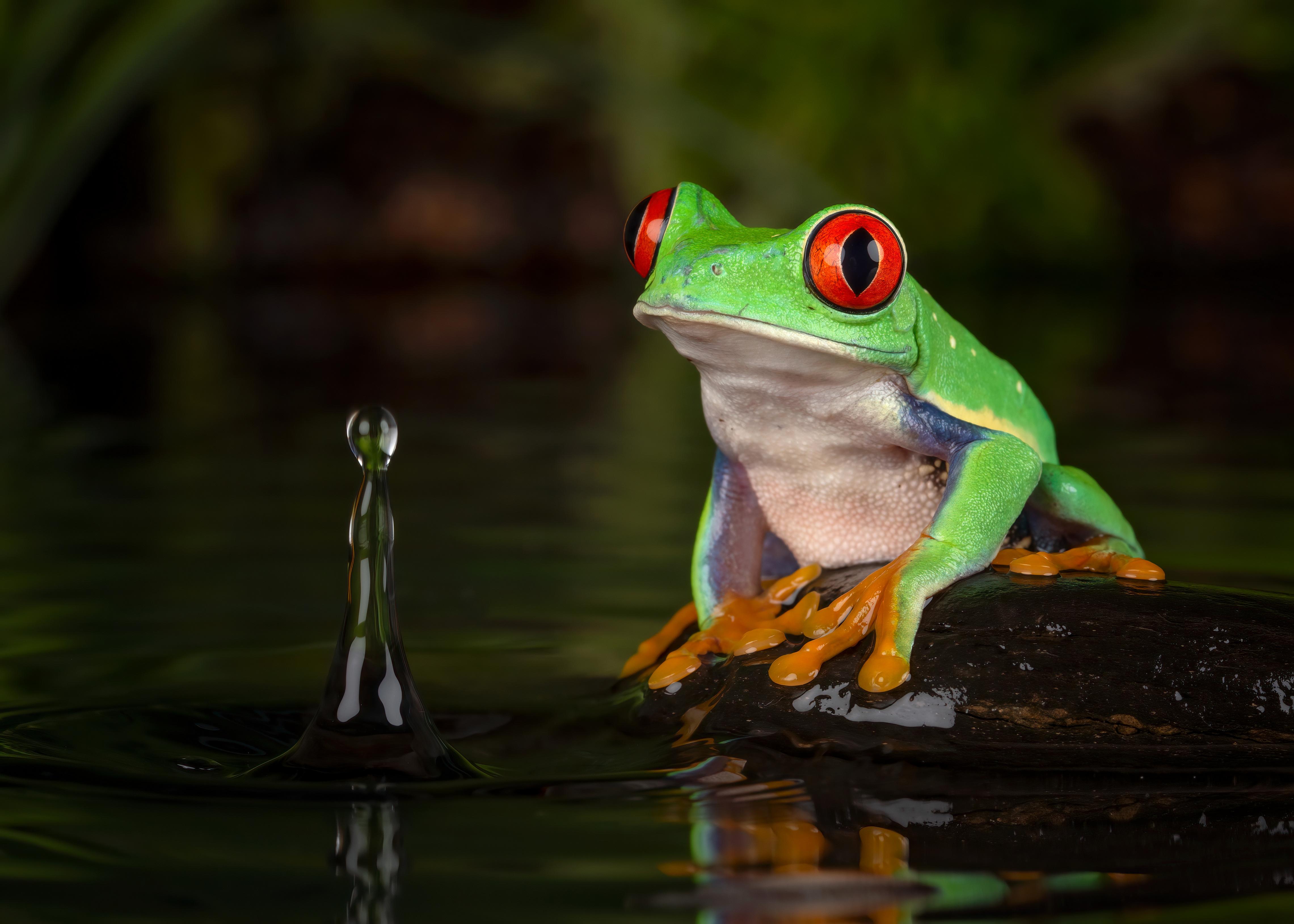 24275 Red Eyed Tree Frog 4K Frog Amphibian   Rare Gallery HD