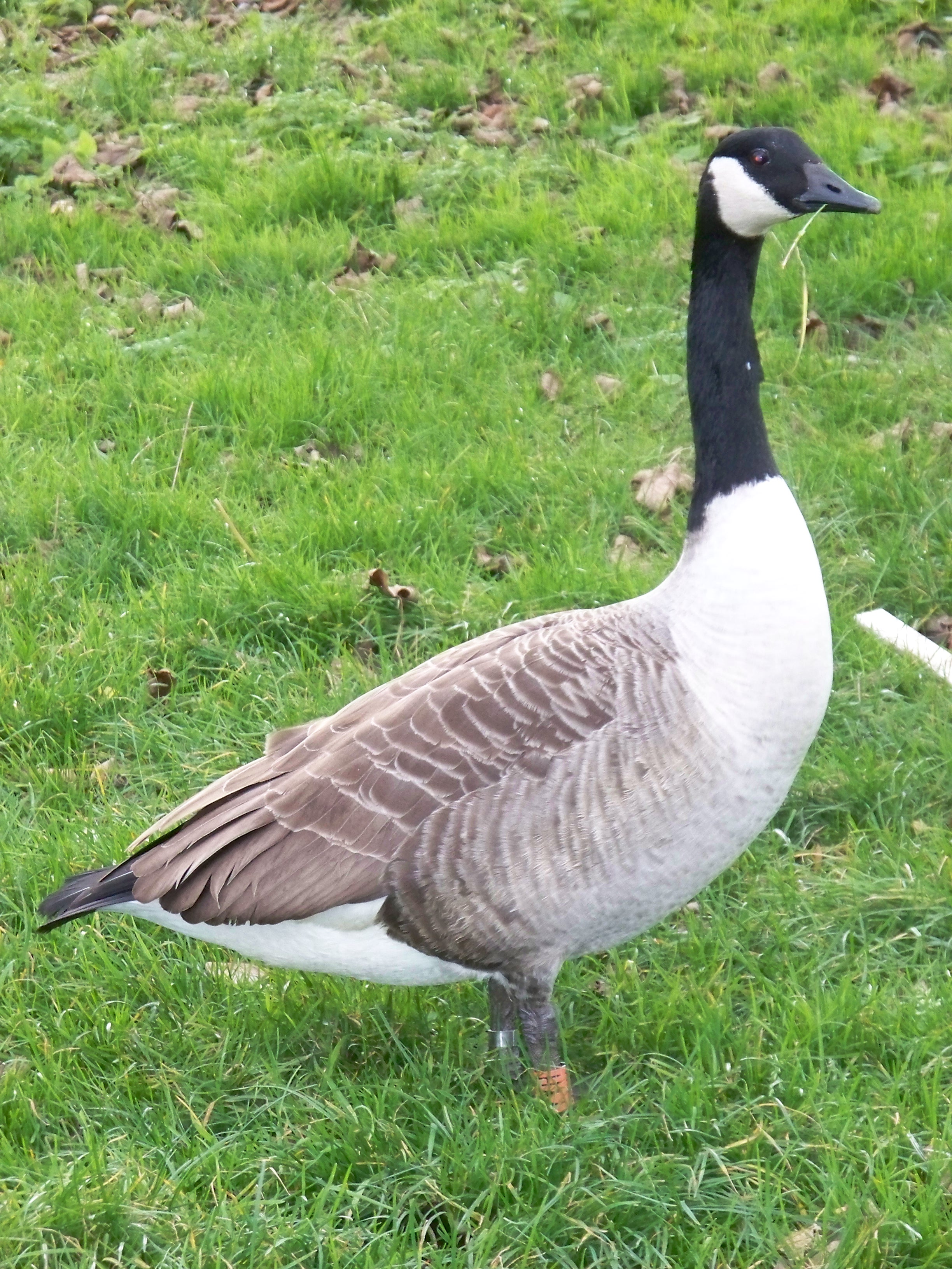 Ringed Canada Goose Wallpaper For iPhone