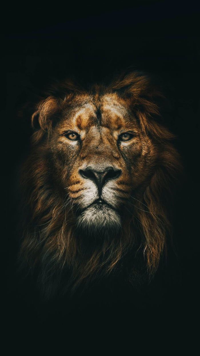 King Of The Jungle Lion Pictures Image Wallpaper