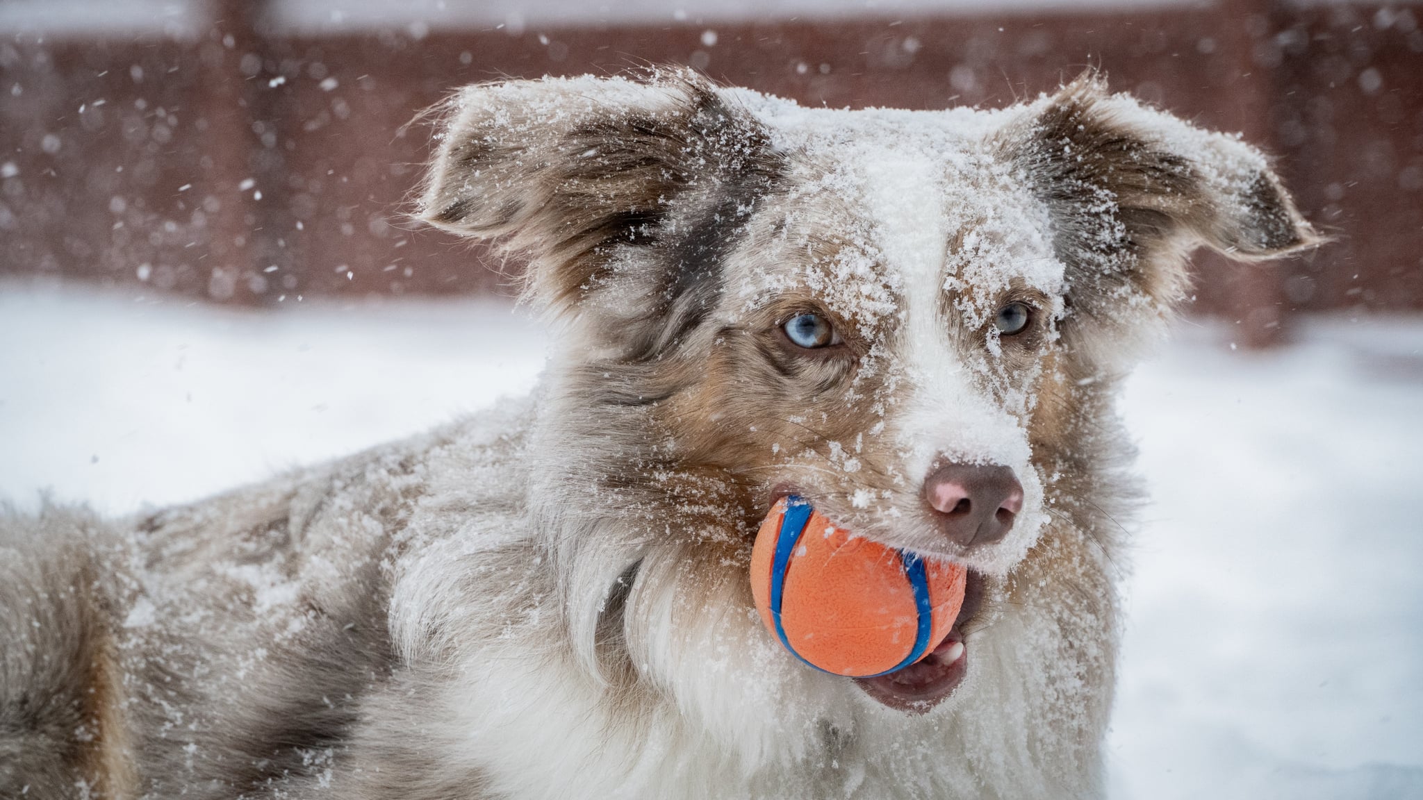 Cute Photos Of Dogs In The Winter Popsugar Pets