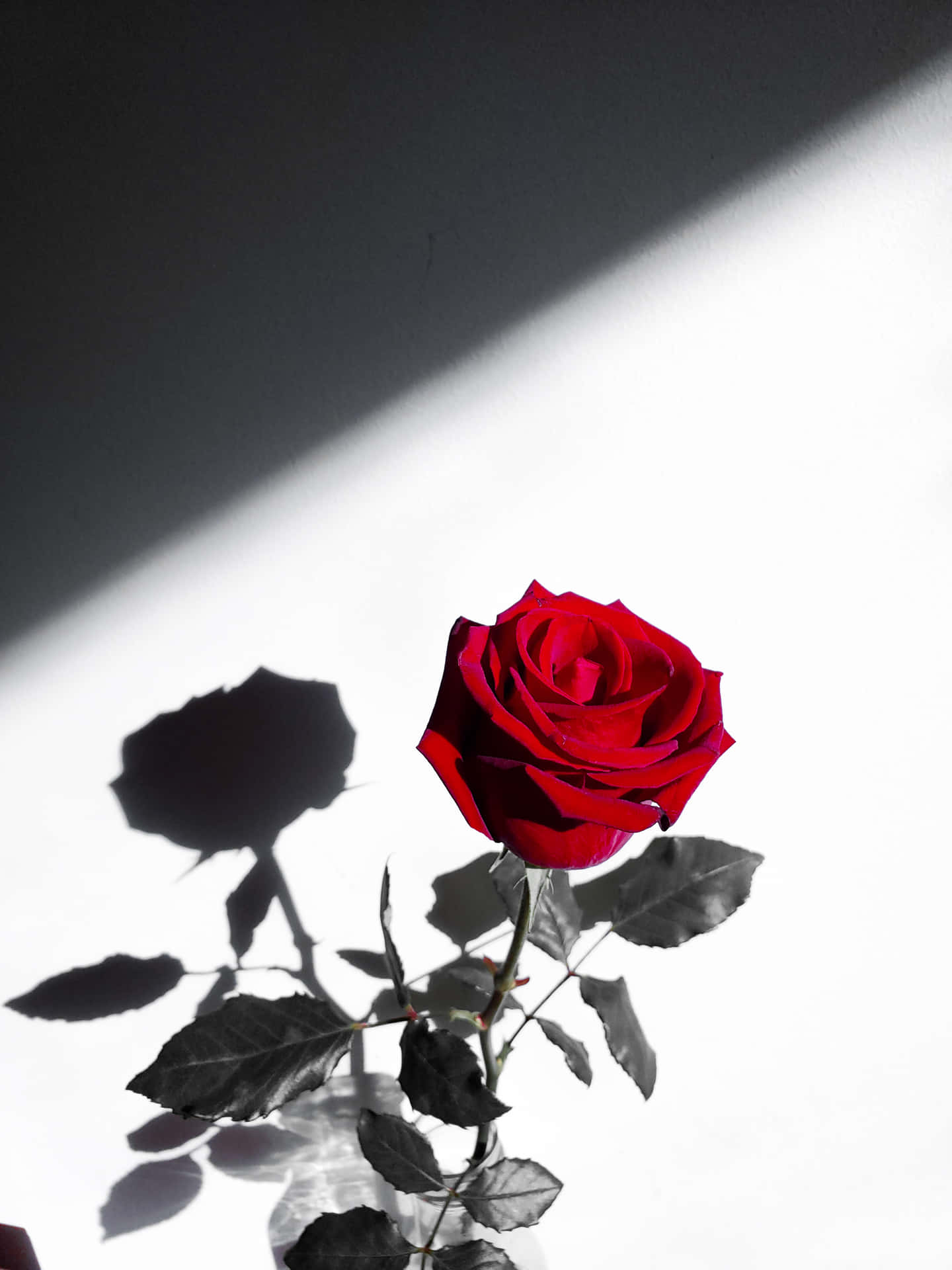 Red Flower Aesthetic Wallpaper