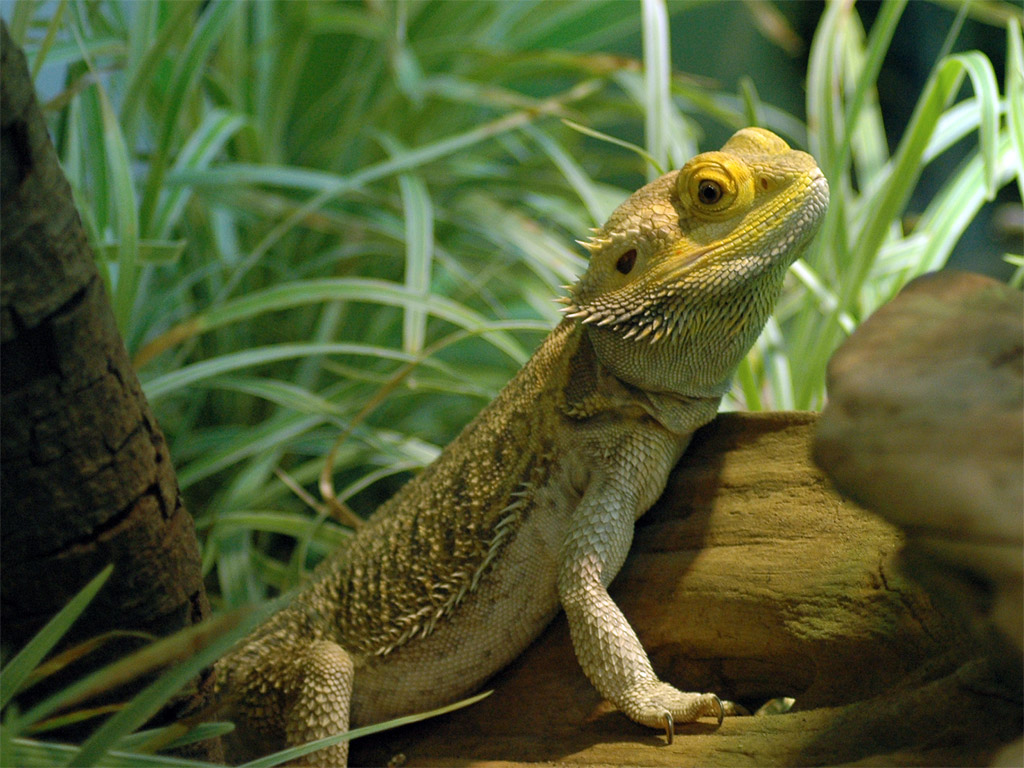 Bearded Dragon Photo Taken October By Tripodgirl