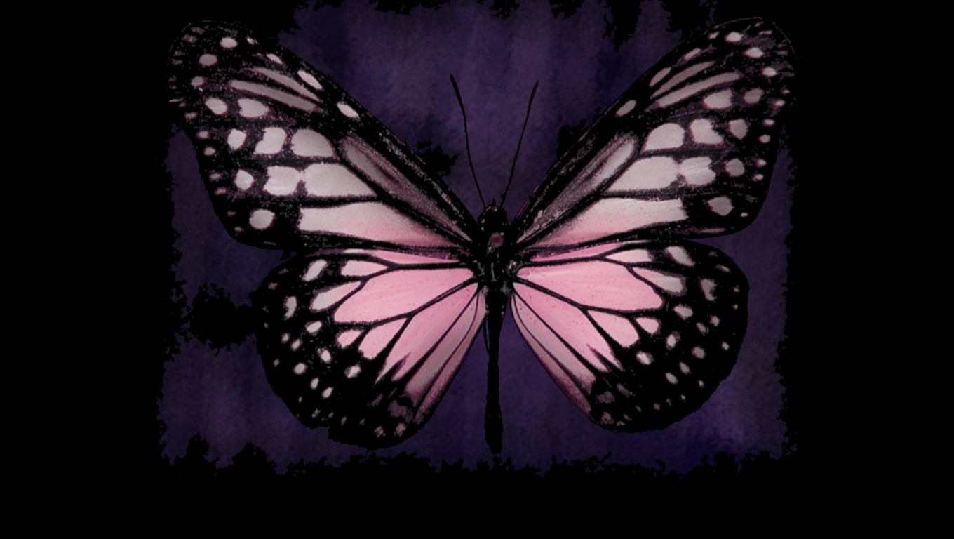 Pink Butterfly Wallpaper Desktop - WallpaperSafari