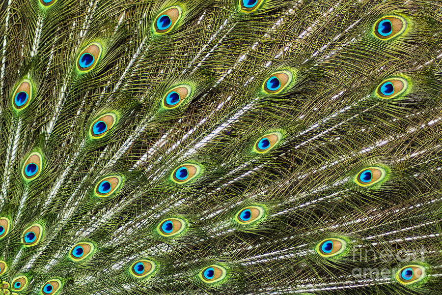 Peacock Feather Abstract Pattern By Darleen Stry