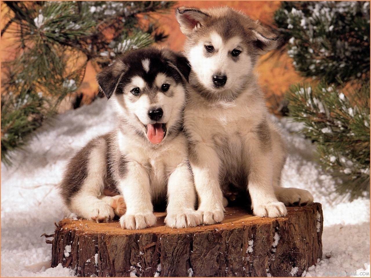 Huskies   Dogs Wallpaper 40827630