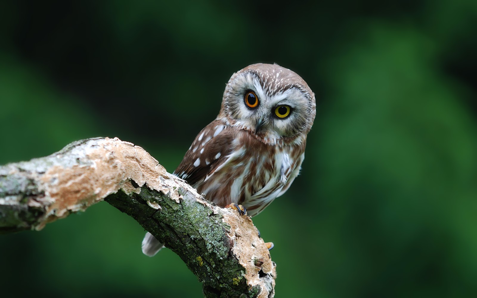 Background Picture Of A Owl Sitting On Branch HD Birds Wallpaper