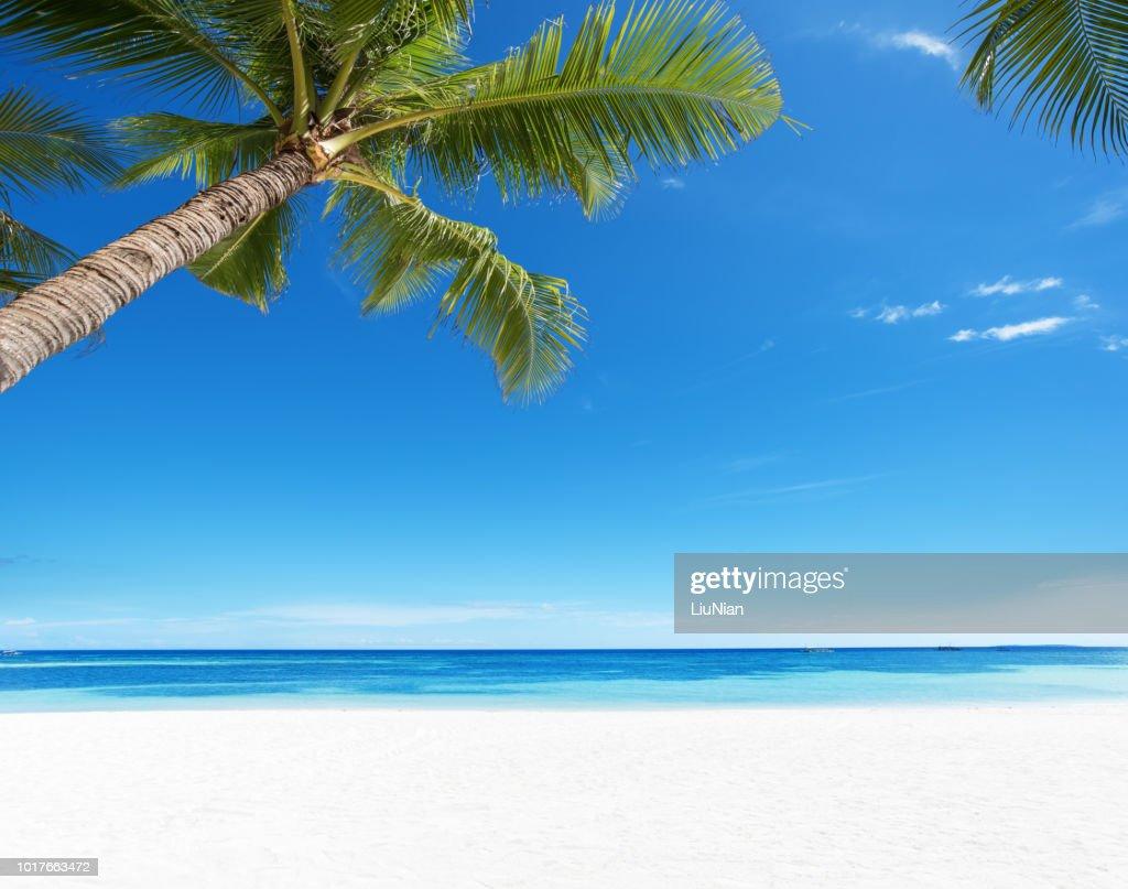 Summer Tropical Paradise Beach Background High Res Stock Photo